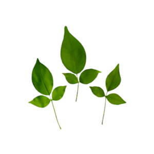 Bel Patra (Bilva Leaves)